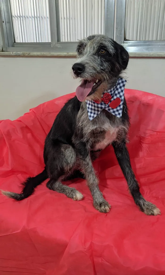 Cachorro ra a SRD-ViraLata idade 1 ano nome Juca