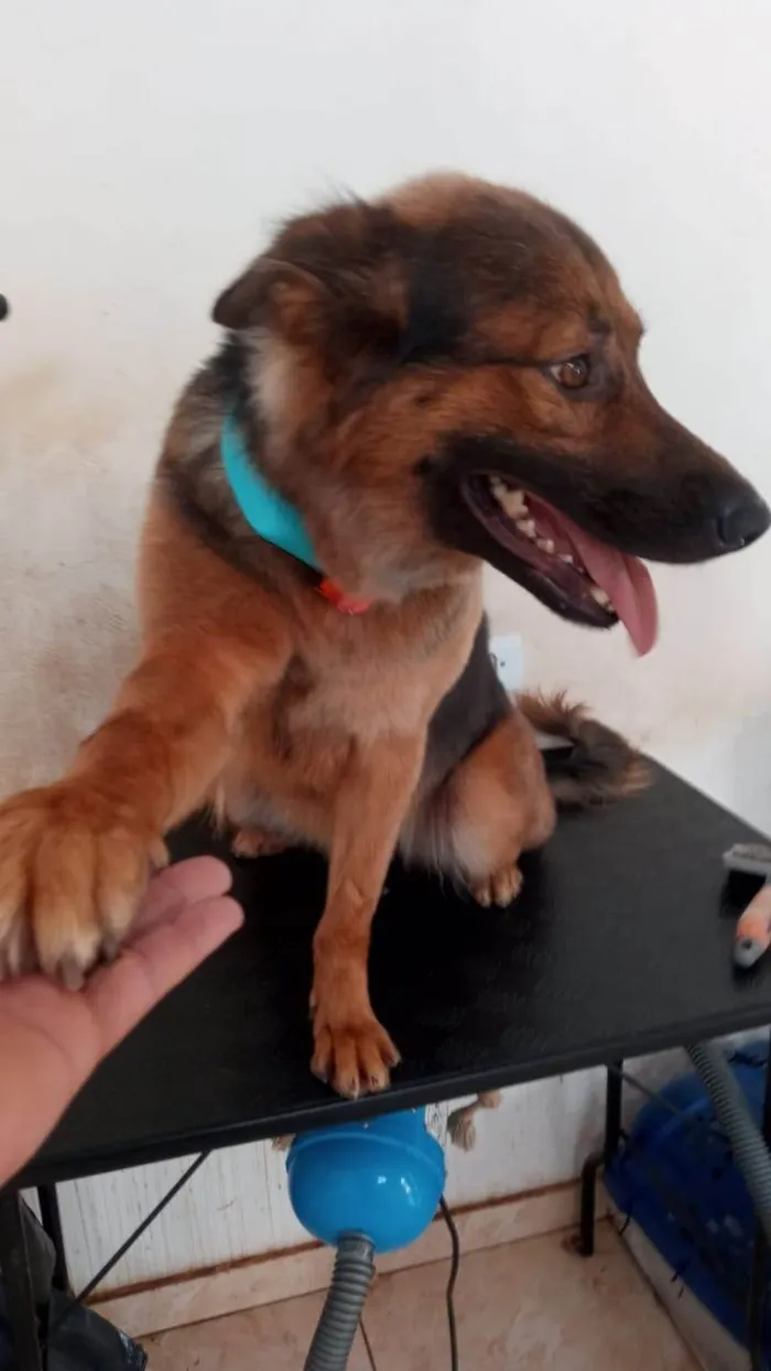 Cachorro ra a Pastor Alemão idade 4 anos nome Chitara 