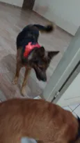 Chitara