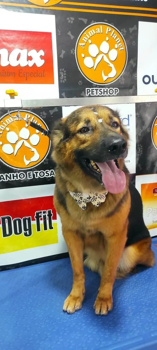 Cachorro ra a Pastor Alemão idade 4 anos nome Chitara 