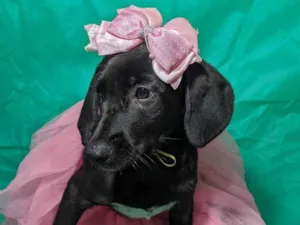 Cachorro raça SRD-ViraLata idade 2 a 6 meses nome Brisa
