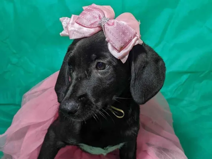 Cachorro ra a SRD-ViraLata idade 2 a 6 meses nome Brisa
