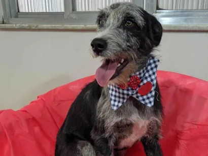 Cachorro raça SRD-ViraLata idade 1 ano nome Juca