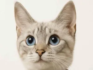 Gato raça SRD-ViraLata idade 2 a 6 meses nome Meg