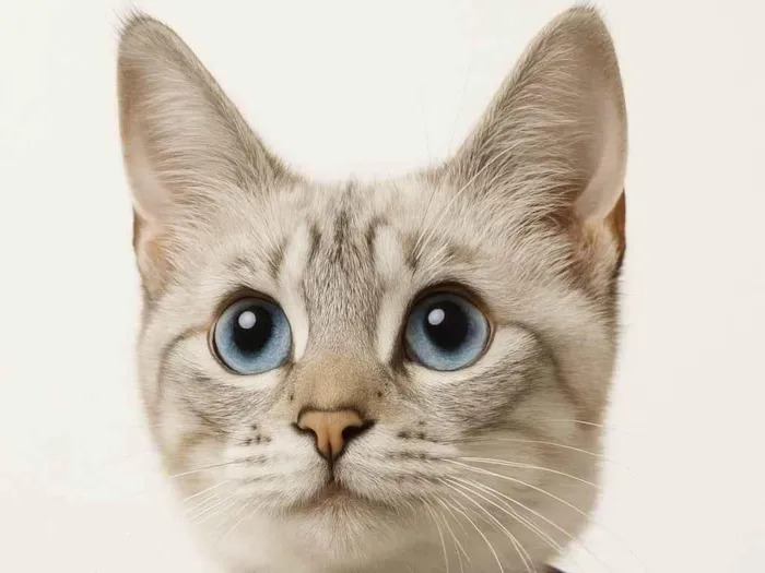 Gato ra a SRD-ViraLata idade 2 a 6 meses nome Meg