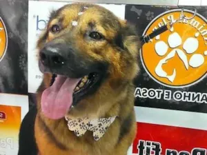 Cachorro raça Pastor Alemão idade 4 anos nome Chitara 