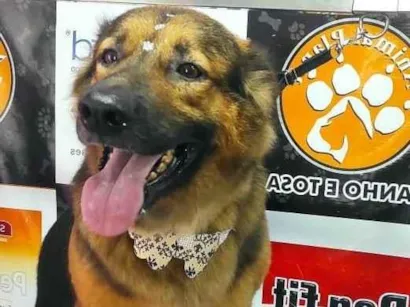 Cachorro raça Pastor Alemão idade 4 anos nome Chitara 