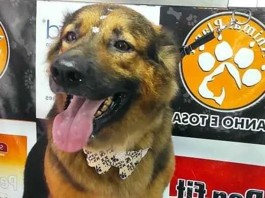Cachorro ra a Pastor Alemão idade 4 anos nome Chitara 