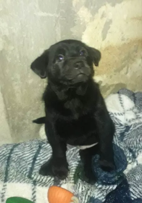Cachorro ra a Chow Chow idade Abaixo de 2 meses nome Filhote numero 1