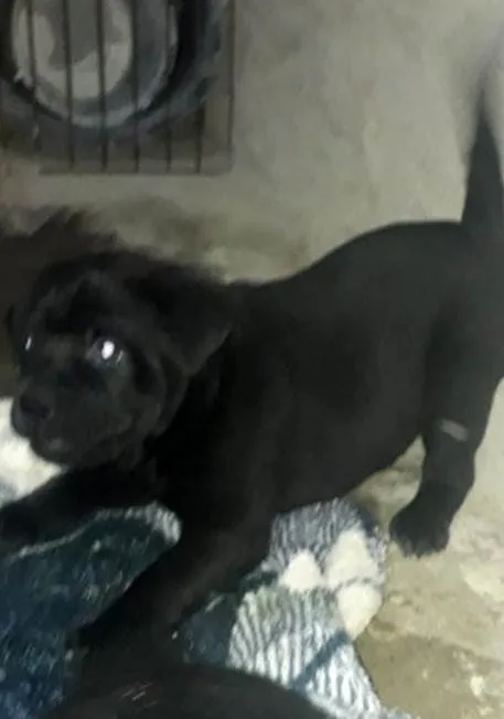 Cachorro ra a Chow Chow idade Abaixo de 2 meses nome Filhote numero 2