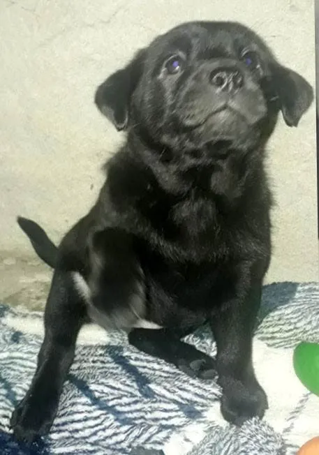 Cachorro ra a Chow Chow idade Abaixo de 2 meses nome Filhote numero 3