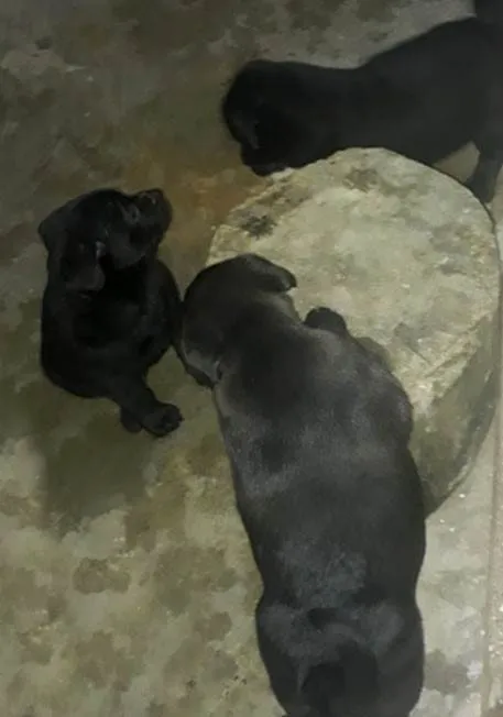 Cachorro ra a Chow Chow idade Abaixo de 2 meses nome Filhote numero 3