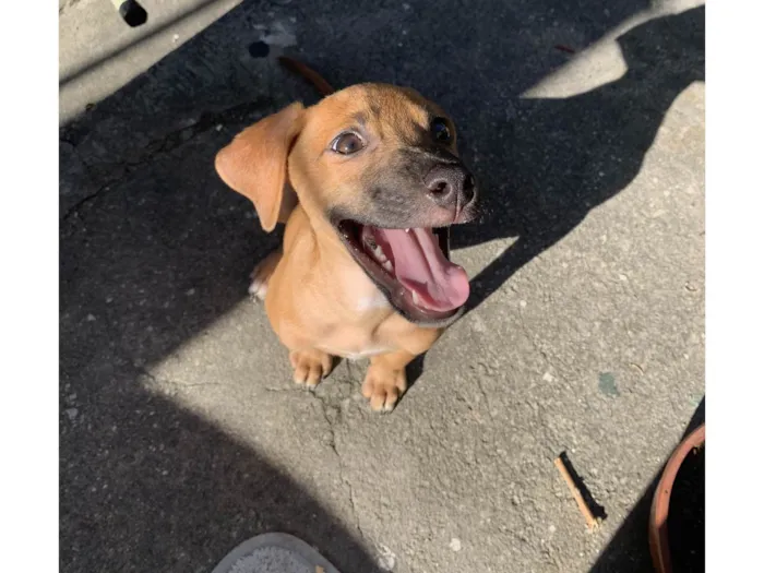 Cachorro ra a Labrador idade 7 a 11 meses nome Apollo 