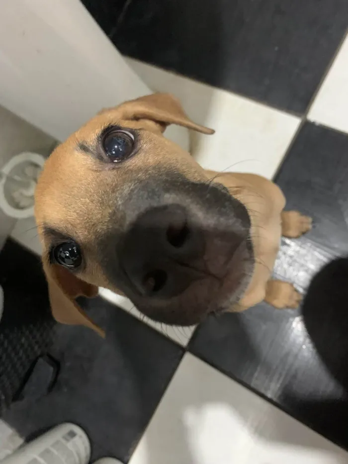 Cachorro ra a Labrador idade 7 a 11 meses nome Apollo 