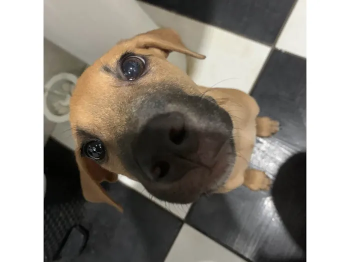 Cachorro ra a Labrador idade 7 a 11 meses nome Apollo 
