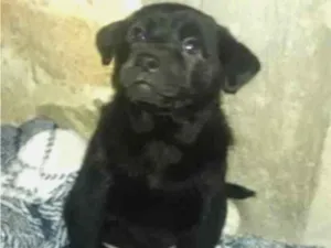 Cachorro raça Chow Chow idade Abaixo de 2 meses nome Filhote numero 1