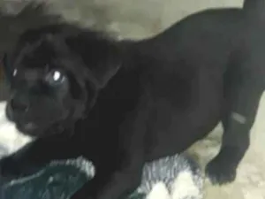 Cachorro raça Chow Chow idade Abaixo de 2 meses nome Filhote numero 2