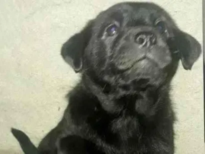Cachorro raça Chow Chow idade Abaixo de 2 meses nome Filhote numero 3