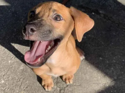Cachorro raça Labrador idade 7 a 11 meses nome Apollo 