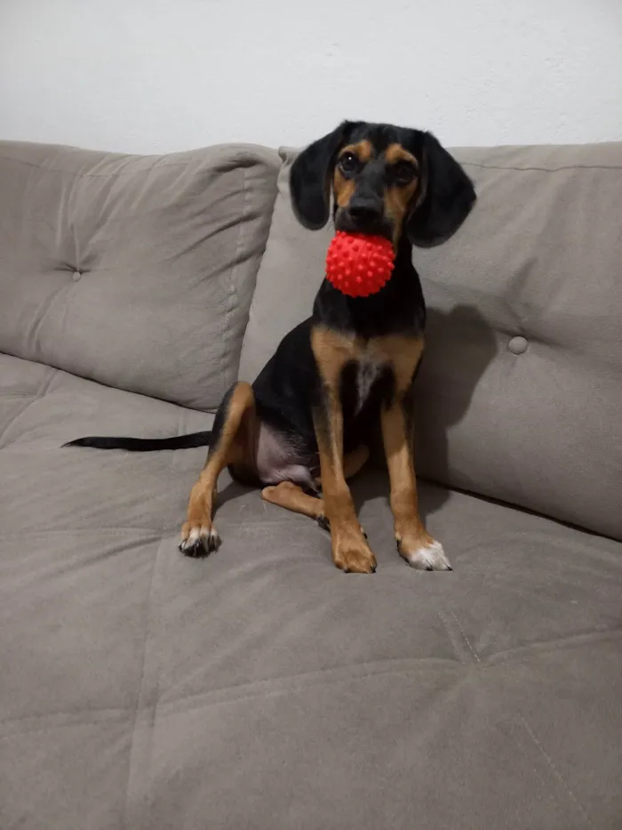 Cachorro ra a SRD-ViraLata idade 7 a 11 meses nome Marley 