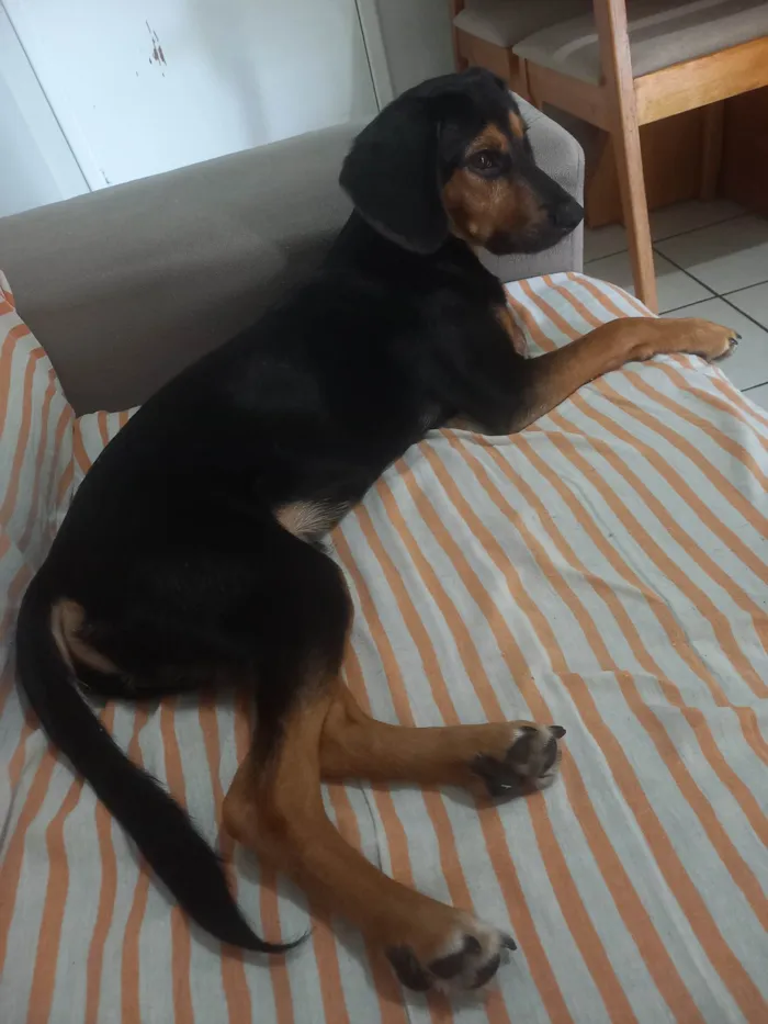 Cachorro ra a SRD-ViraLata idade 7 a 11 meses nome Marley 