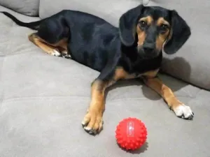Cachorro raça SRD-ViraLata idade 7 a 11 meses nome Marley 