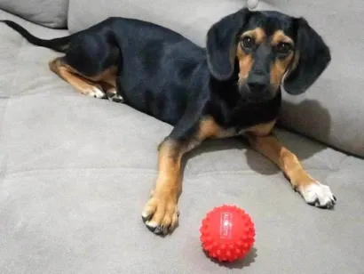 Cachorro raça SRD-ViraLata idade 7 a 11 meses nome Marley 