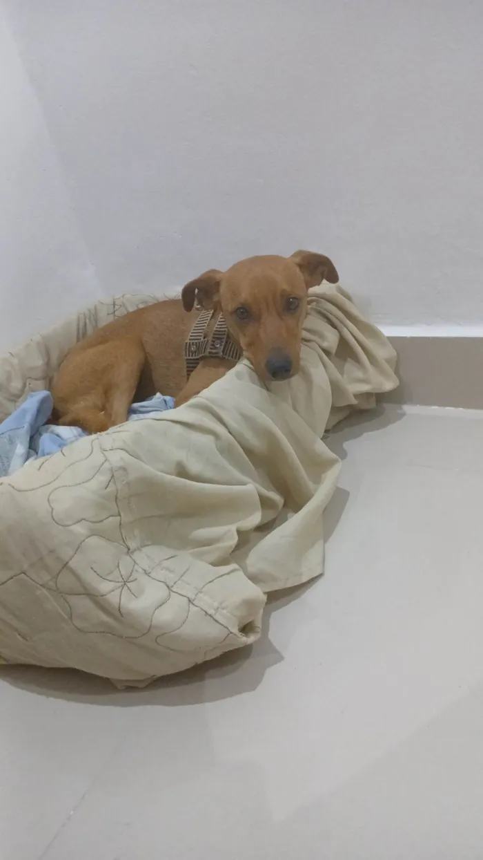 Cachorro ra a Pinscher idade 7 a 11 meses nome Tom