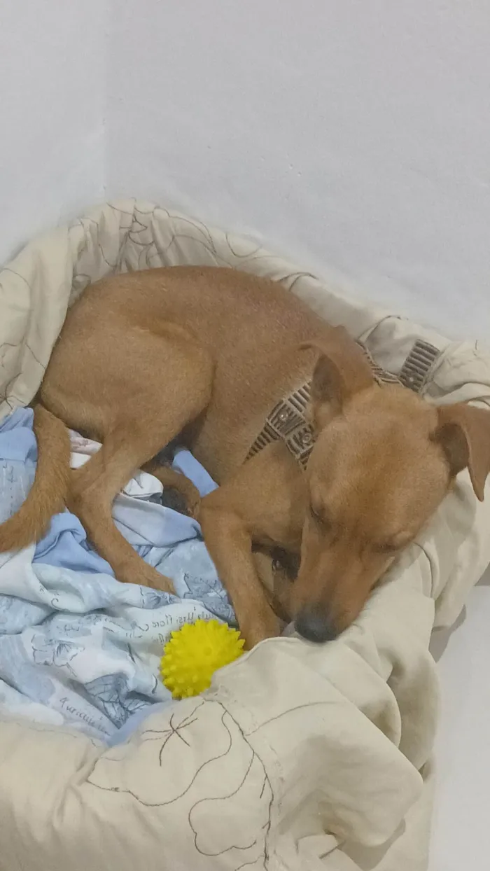 Cachorro ra a Pinscher idade 7 a 11 meses nome Tom