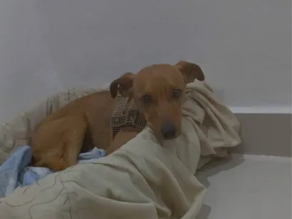 Cachorro raça Pinscher idade 7 a 11 meses nome Tom