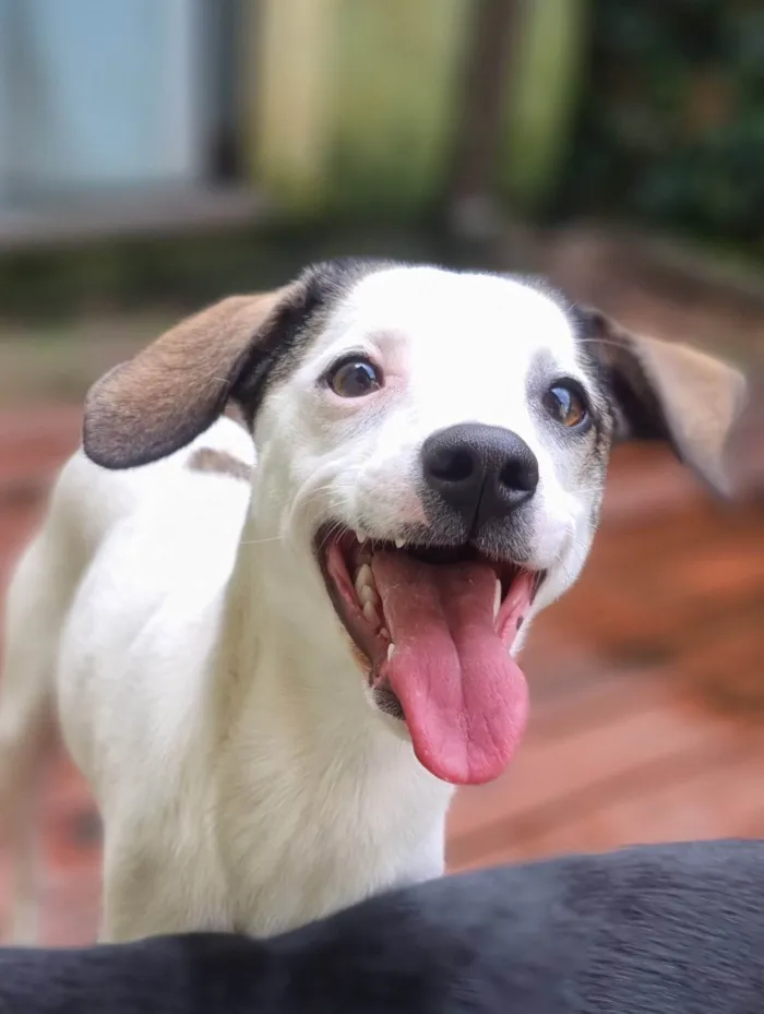 Cachorro ra a SRD-ViraLata idade 7 a 11 meses nome Lua e Sol