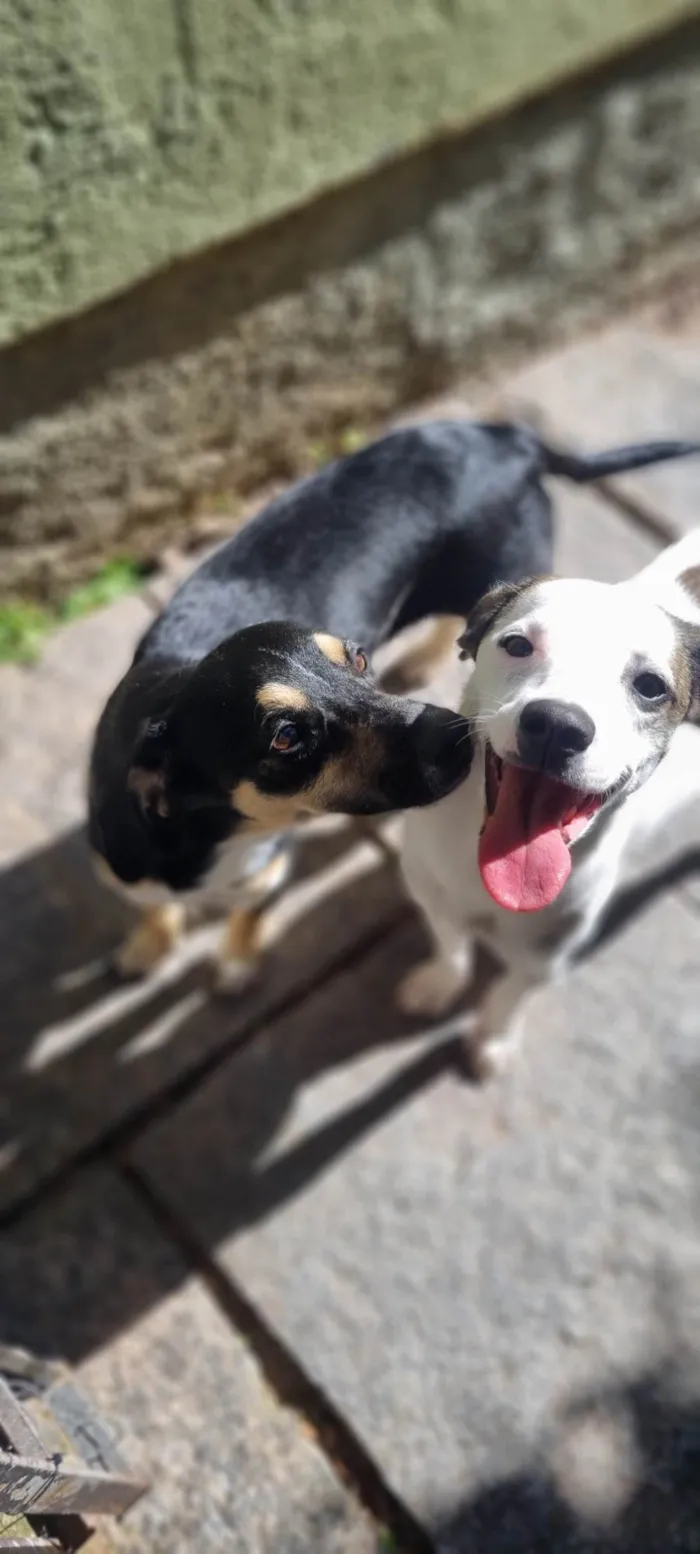 Cachorro ra a SRD-ViraLata idade 7 a 11 meses nome Lua e Sol