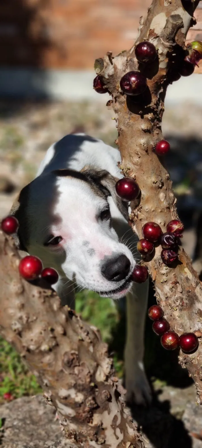 Cachorro ra a SRD-ViraLata idade 7 a 11 meses nome Lua e Sol