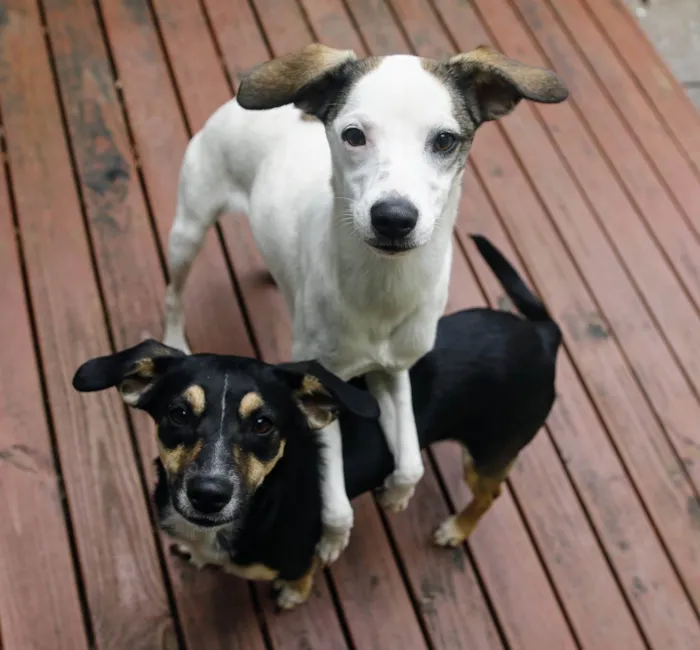 Cachorro ra a SRD-ViraLata idade 7 a 11 meses nome Lua e Sol