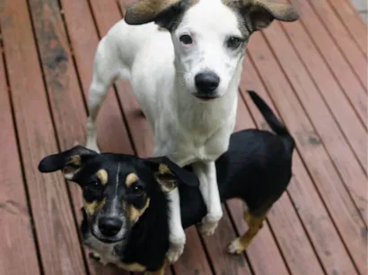 Cachorro raça SRD-ViraLata idade 7 a 11 meses nome Lua e Sol