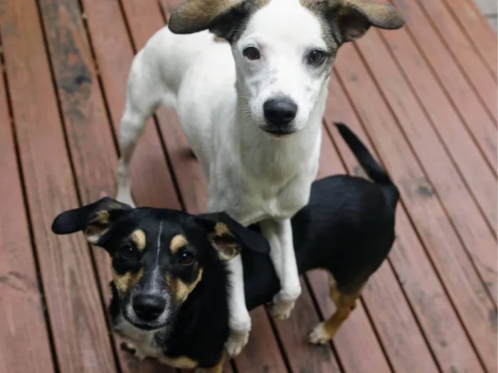 Cachorro ra a SRD-ViraLata idade 7 a 11 meses nome Lua e Sol