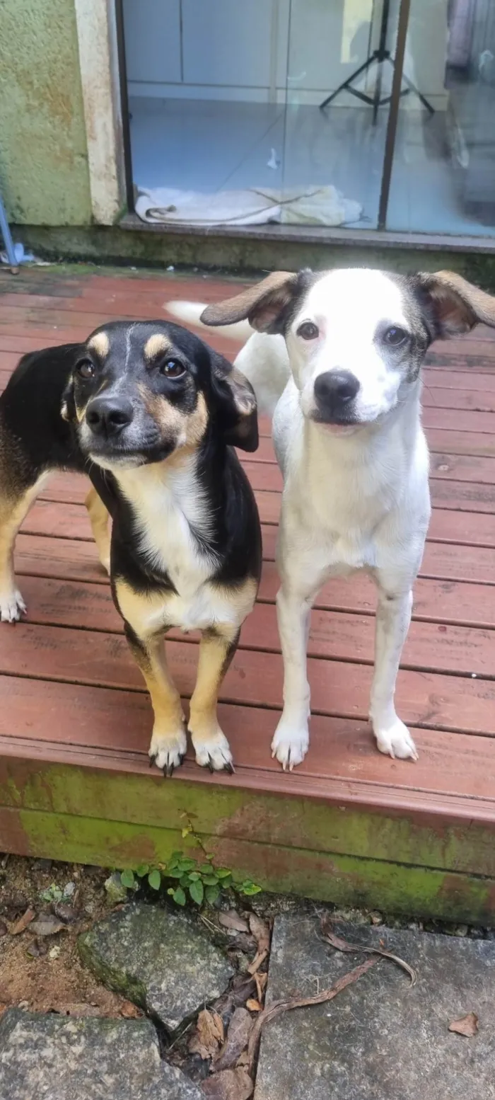 Cachorro ra a SRD-ViraLata idade 7 a 11 meses nome Lua e Sol