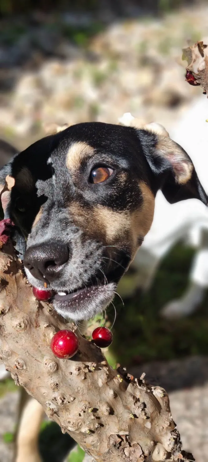 Cachorro ra a SRD-ViraLata idade 7 a 11 meses nome Lua e Sol