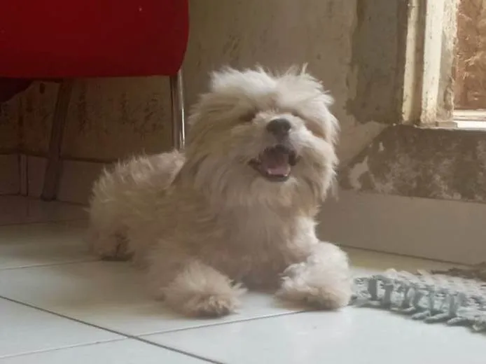 Cachorro ra a Shitzu idade 7 a 11 meses nome Billy 
