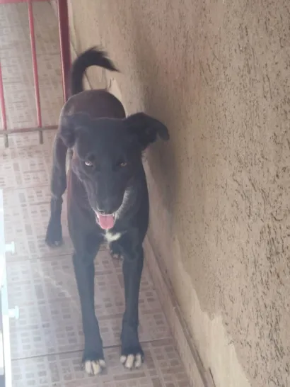 Cachorro raça SRD-ViraLata idade 2 anos nome Pantera 