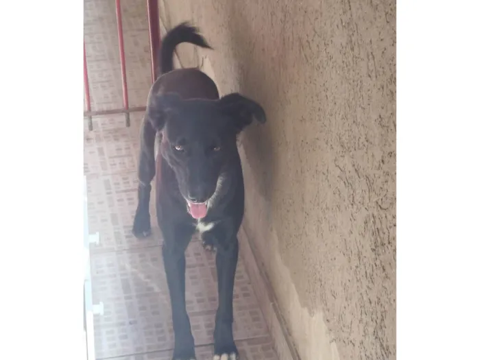 Cachorro ra a SRD-ViraLata idade 2 anos nome Pantera 
