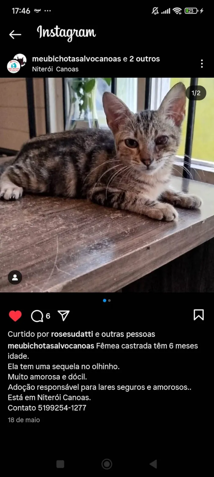 Gato ra a SRD-ViraLata idade 7 a 11 meses nome Pudim, Revirada, Tripa-Seca, Phoebe...