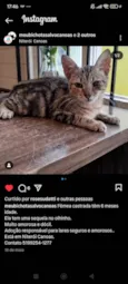 Pudim, Revirada, Tripa-Seca, Phoebe...