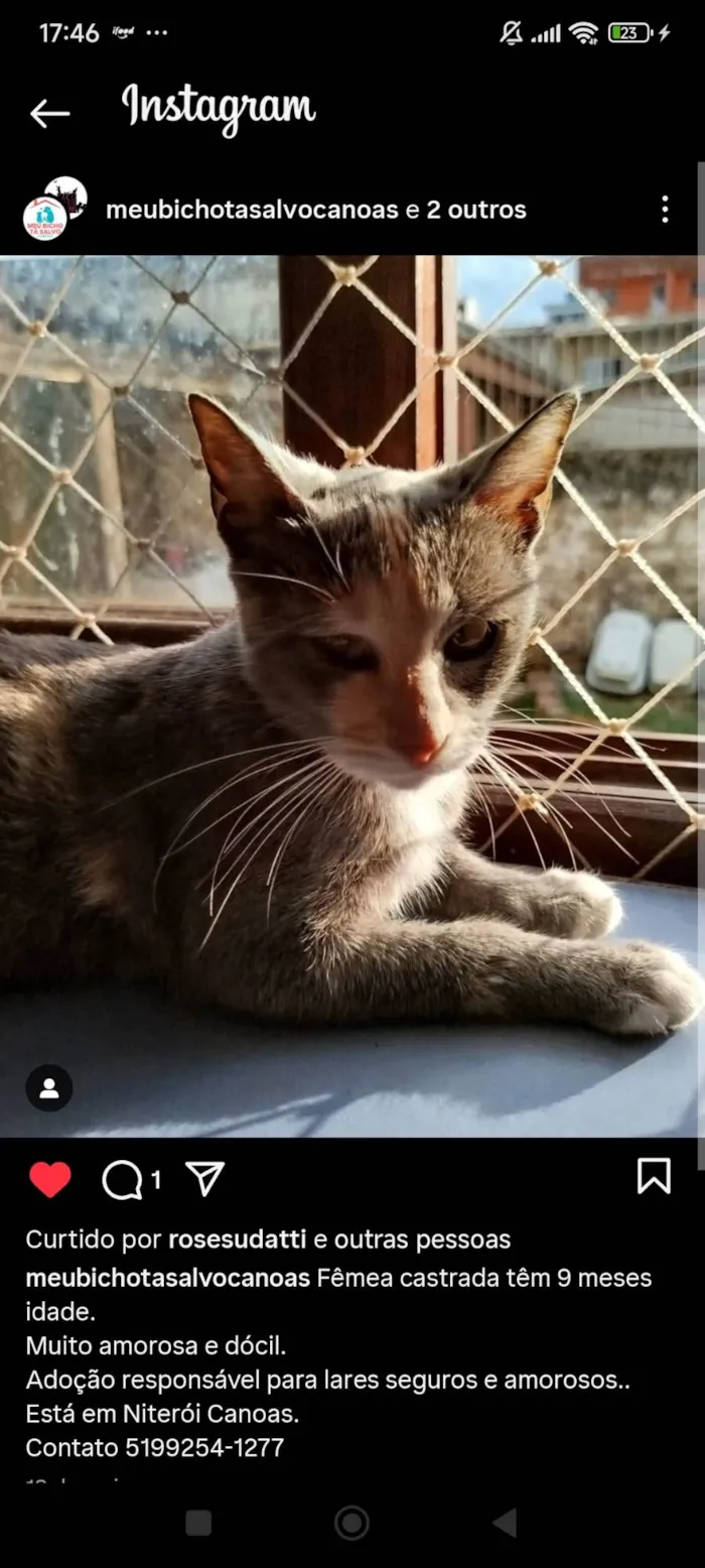 Gato ra a SRD-ViraLata idade 7 a 11 meses nome Pudim, Revirada, Tripa-Seca, Phoebe...