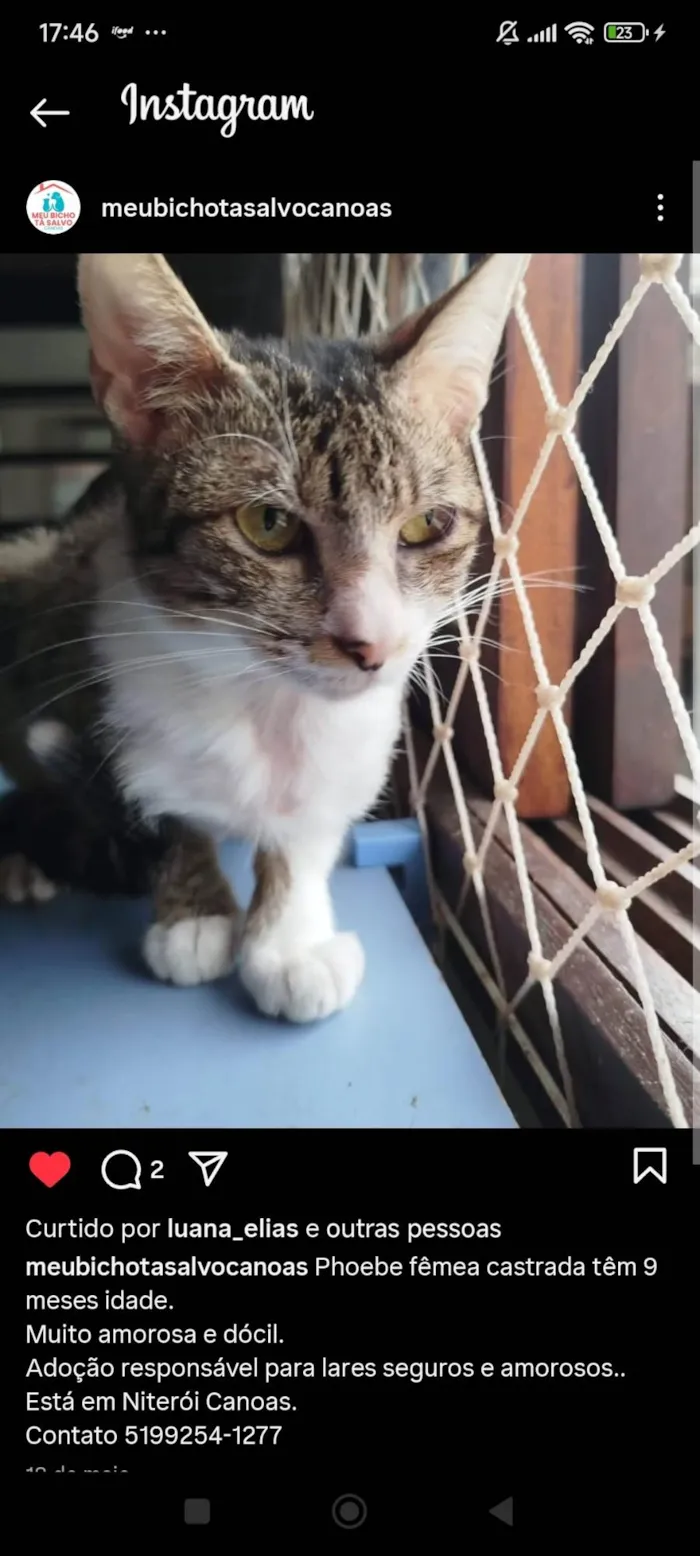 Gato ra a SRD-ViraLata idade 7 a 11 meses nome Pudim, Revirada, Tripa-Seca, Phoebe...