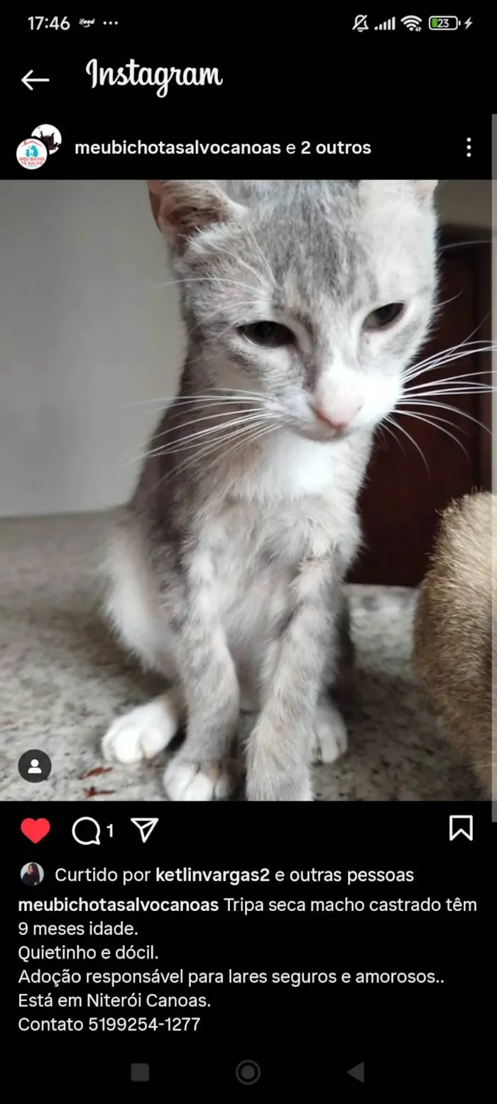 Gato ra a SRD-ViraLata idade 7 a 11 meses nome Pudim, Revirada, Tripa-Seca, Phoebe...