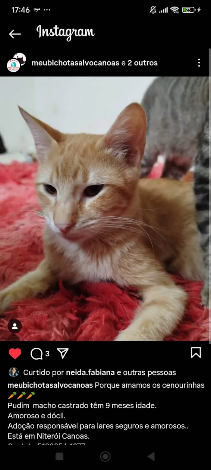 Gato ra a SRD-ViraLata idade 7 a 11 meses nome Pudim, Revirada, Tripa-Seca, Phoebe...