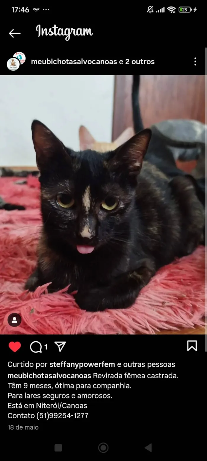 Gato ra a SRD-ViraLata idade 7 a 11 meses nome Pudim, Revirada, Tripa-Seca, Phoebe...