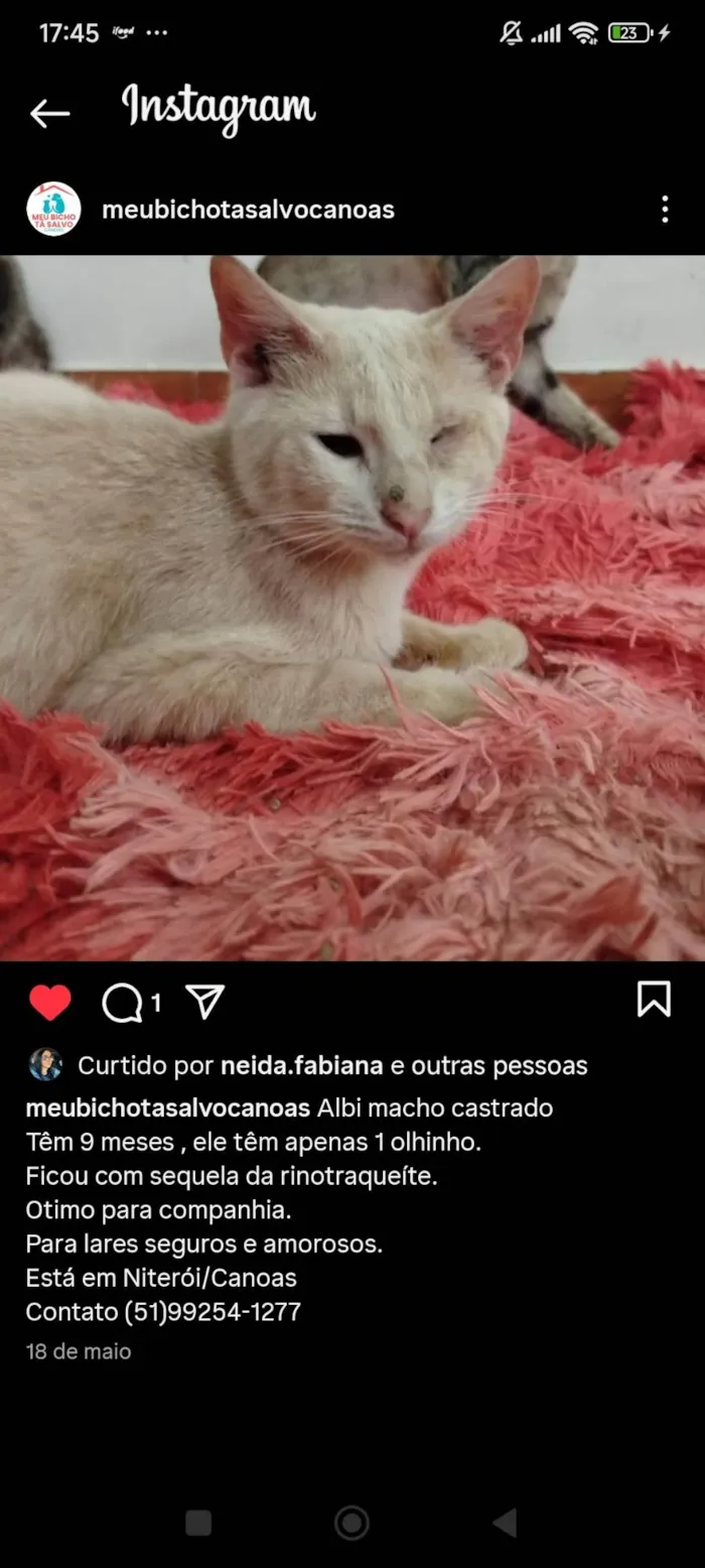 Gato ra a SRD-ViraLata idade 7 a 11 meses nome Pudim, Revirada, Tripa-Seca, Phoebe...