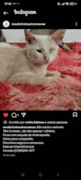 Pudim, Revirada, Tripa-Seca, Phoebe...
